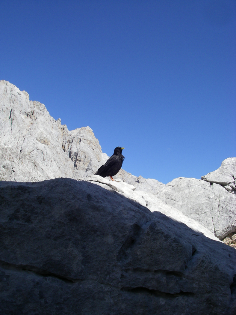  Alpine Chough 